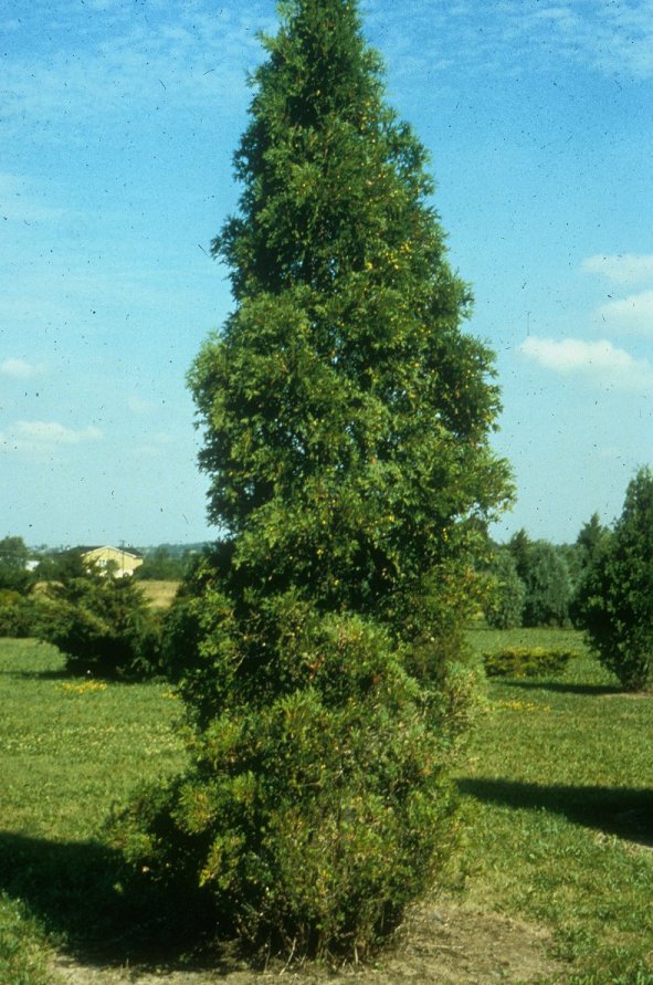 Hetz Arborvitae