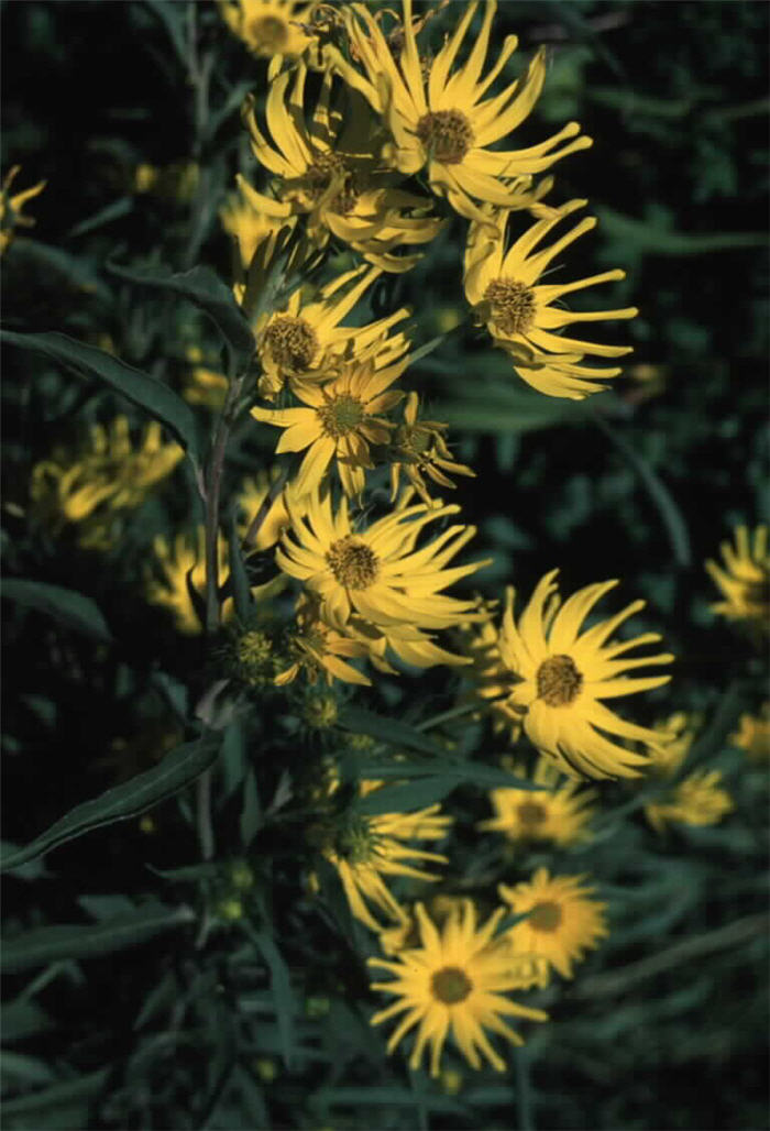 New Mexico Sunflower