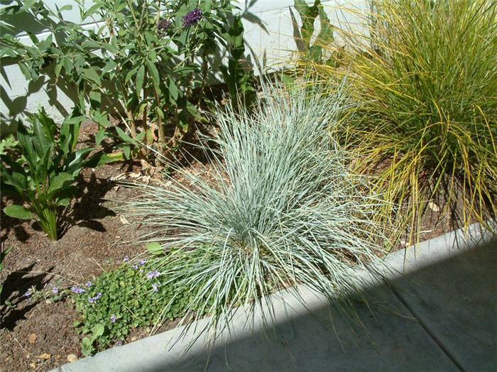 Plant photo of: Festuca 'Elija Blue'