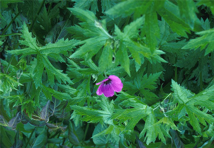 Plant photo of: Geranium 'Ann Folkard'