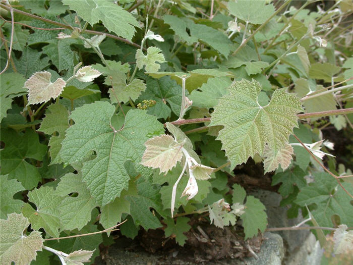 Vitis californica