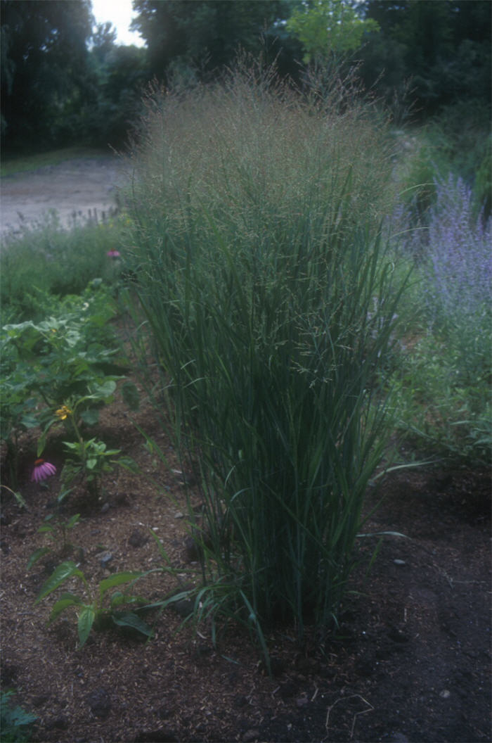 Plant photo of: Panicum virgatum 'Heavy Metal'