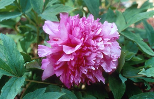 Paeonia 'Purple Kudzu Scarf