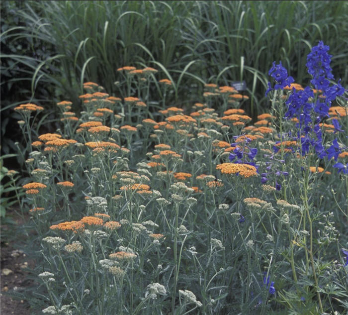 Plant photo of: Achillea millefolium 'Terra Cotta''