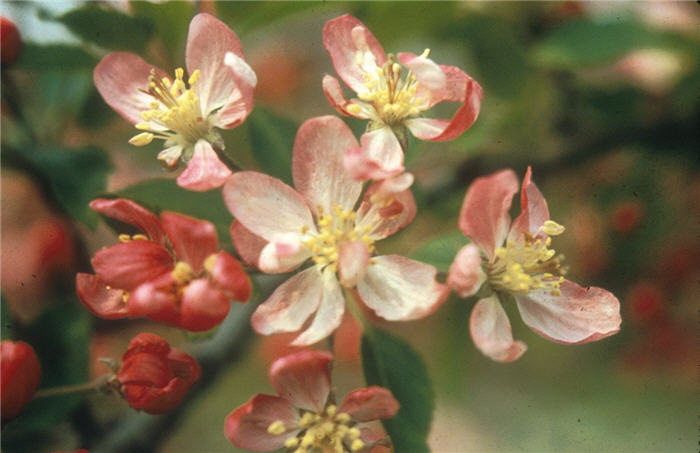 Plant photo of: Malus 'Hillier'