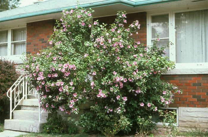 Plant photo of: Hibiscus syriacus