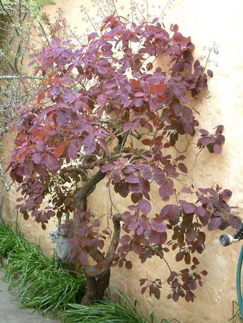 Cotinus coggygria 'Purpureus'