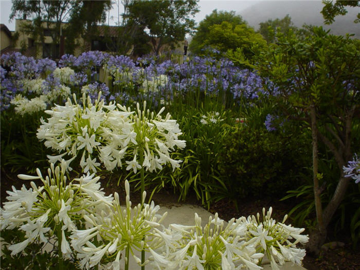 Plant photo of: Agapanthus africanus 'White'