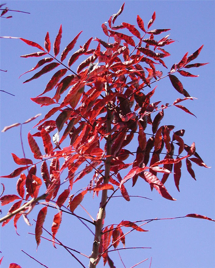 Plant photo of: Pistacia chinensis 'Red Push'