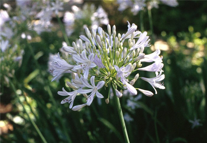 Plant photo of: Agapanthus africanus 'Albus'