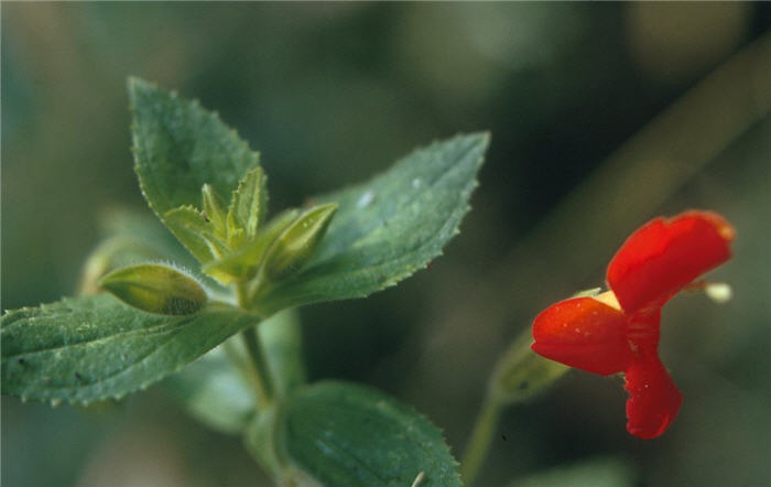 Scarlet Monkeyflower