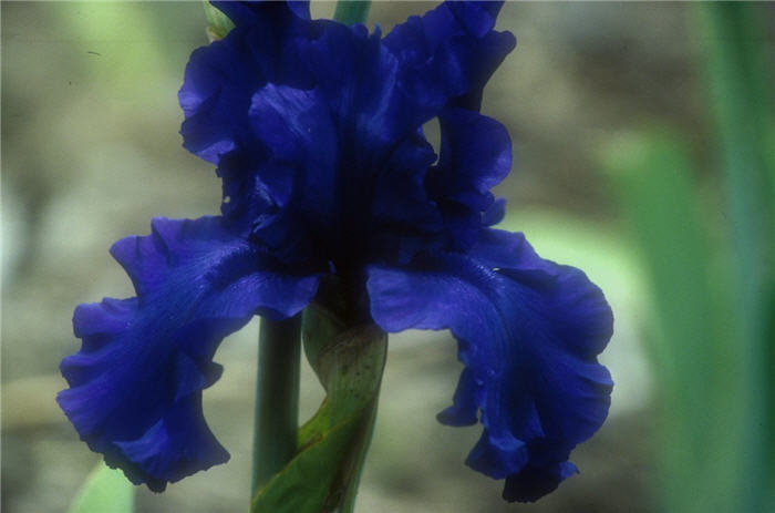 Iris bearded 'Dusky Challenger'