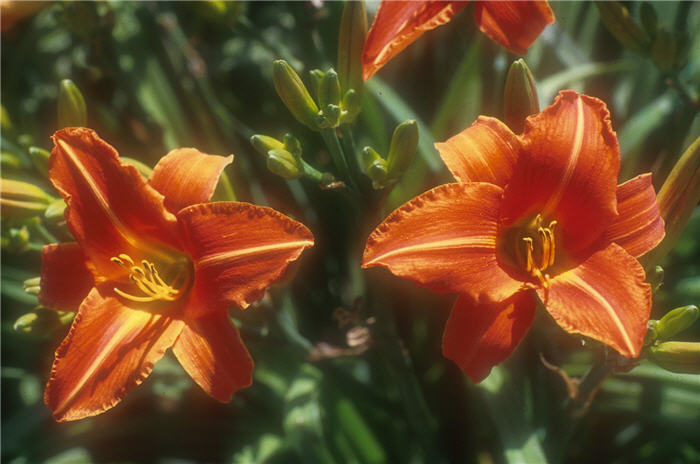 Plant photo of: Hemerocallis 'Lady Lucille'