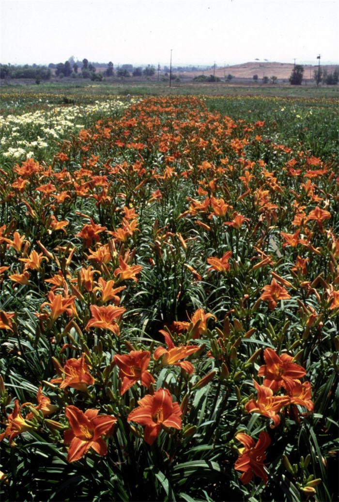 Plant photo of: Hemerocallis 'Lady Lucille'