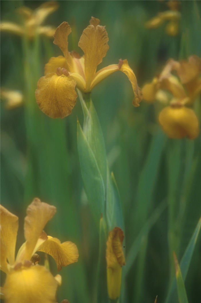 Plant photo of: Iris bearded 'Imperial Bronze'