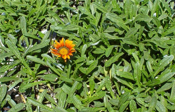 Fiesta Red Gazania