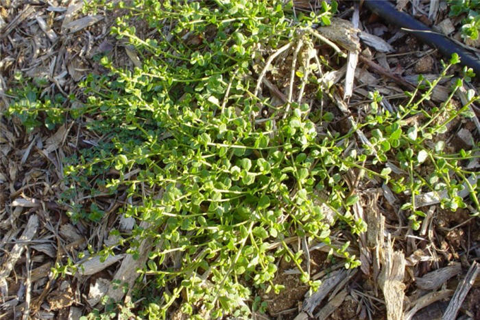 Plant photo of: Baccharis pilularis 'Pigeon Point'