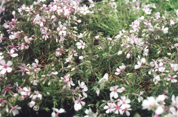 Phlox subulata 'Apple Blossom'