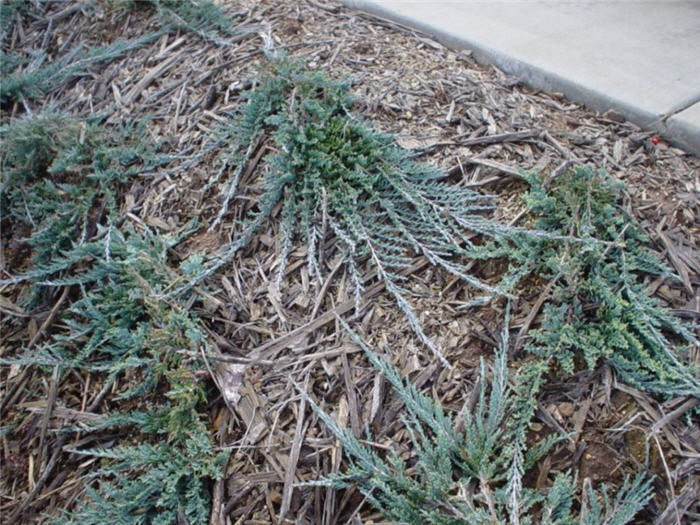 Juniperus horizontalis 'Wiltonii'