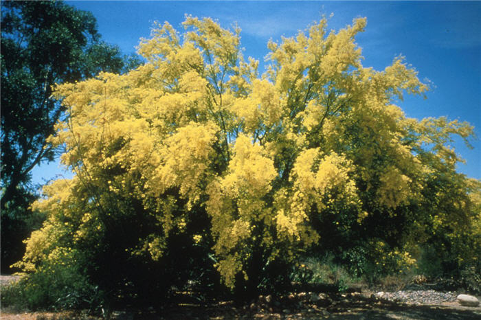 Plant photo of: Cercidium microphyllum