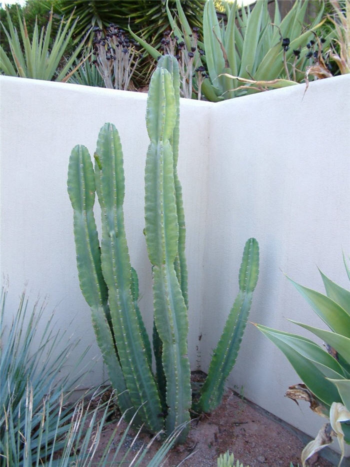 Cereus peruvianus