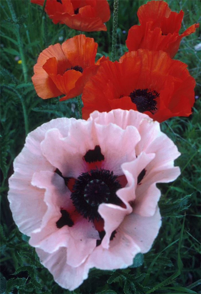 Plant photo of: Papaver nudicaule