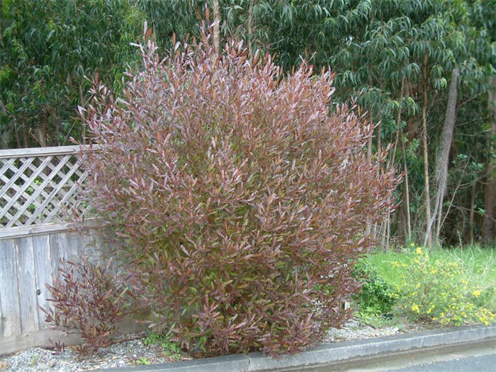 Dodonaea viscosa 'Purpurea'