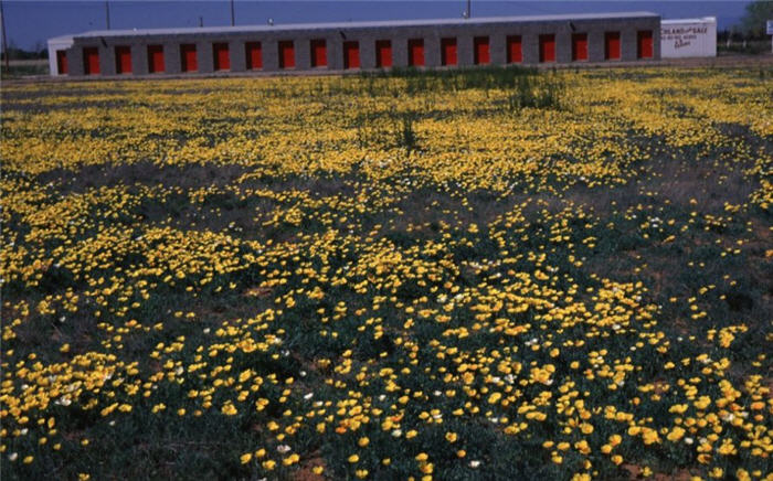 Plant photo of: Eschscholzia mexicana