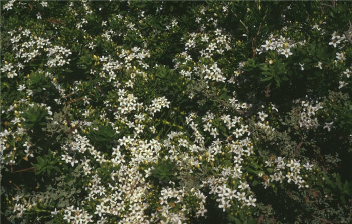 Myoporum parvifolium 'Putah Creek'