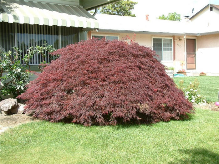 Acer palmatum 'Crimson Queen'