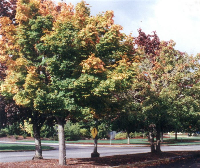 Acer platanoides