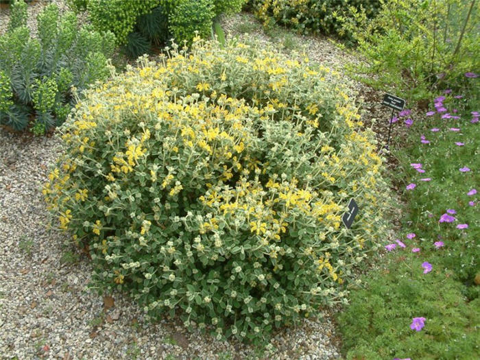 Plant photo of: Phlomis lanata