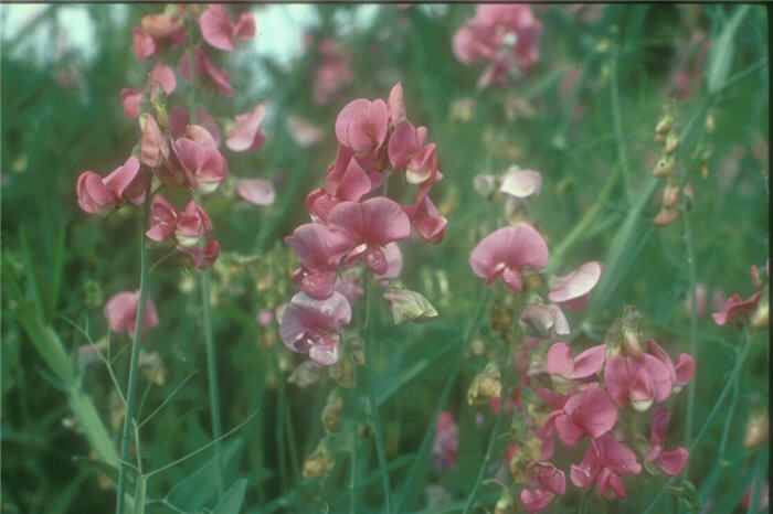 Lathyrus odoratus