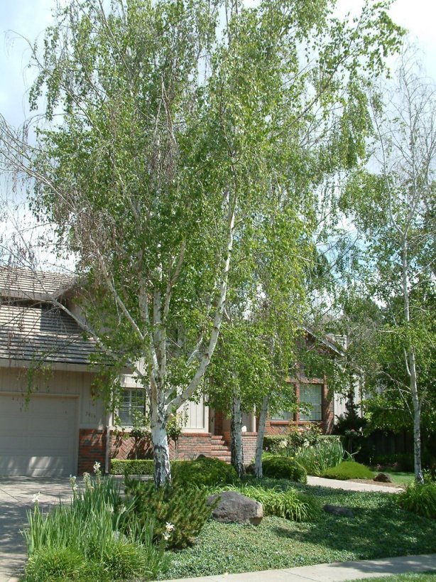 Betula pendula