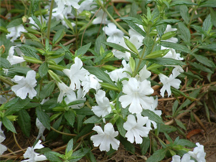 Plant photo of: Mimulus 'Verity White'