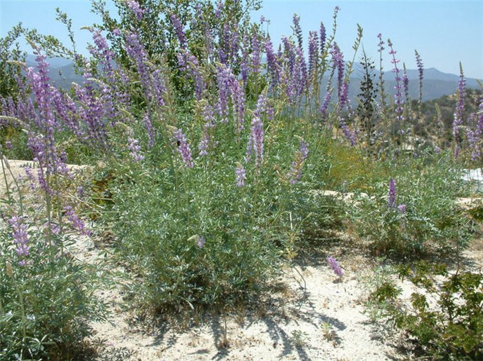 Plant photo of: Lupinus arboreus