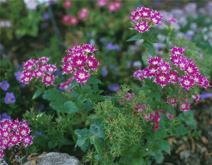 Plant photo of: Phlox drummondii