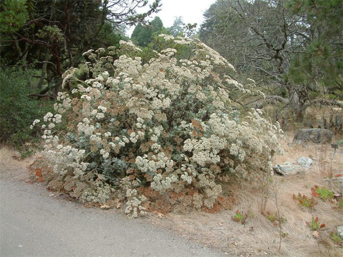 Plant photo of: Eriogonum giganteum