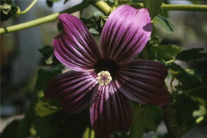 Lavatera assurgentiflora