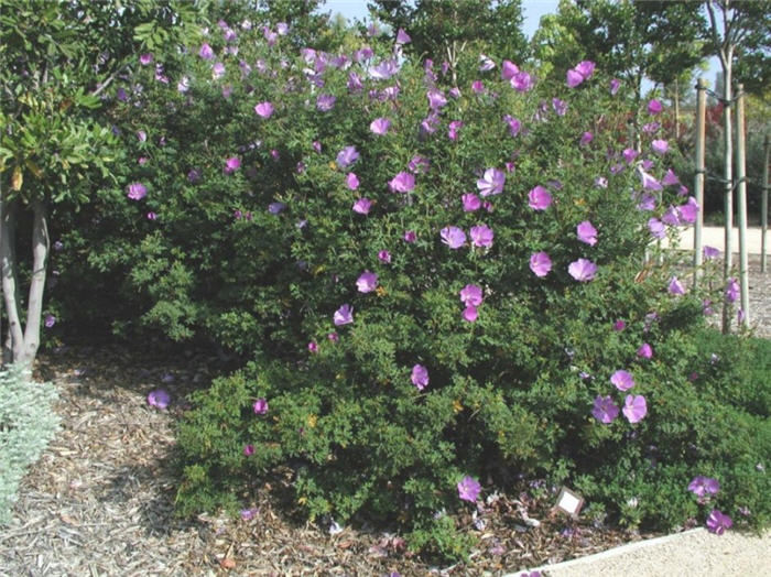 Plant photo of: Alyogyne huegelli 'Purple Delight'
