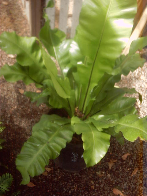 Asplenium nidus