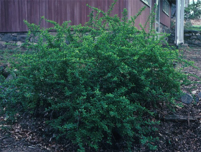 Japanese Barberry, Gold Barberry