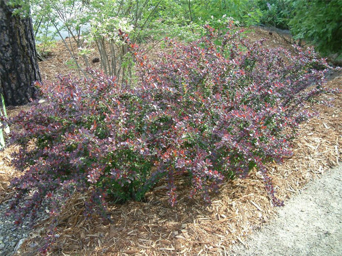 Dwarf Japanese Barberry