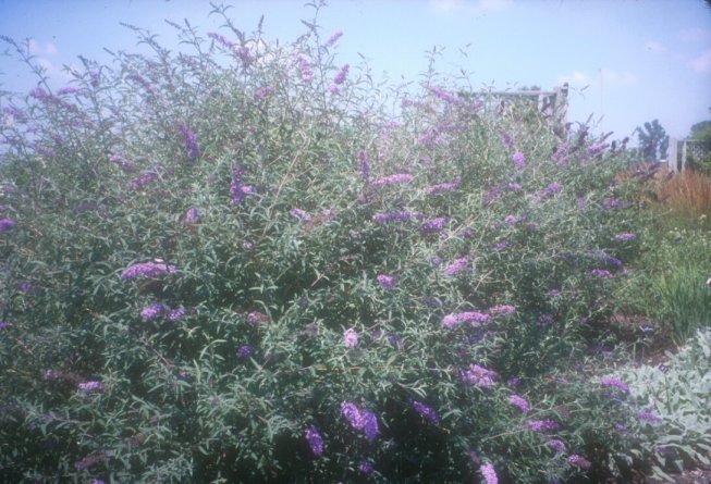 Buddleja davidii nanhoensis