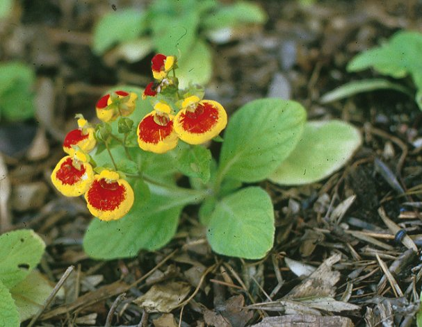 Calceolaria