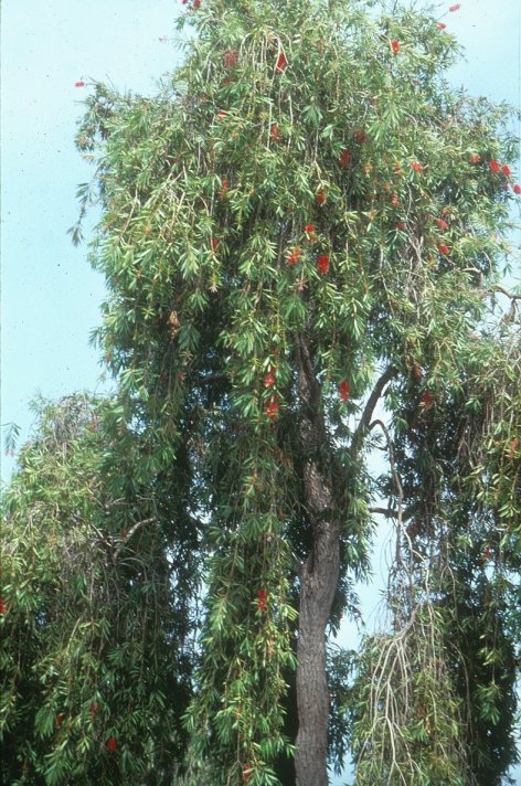 Weeping Bottlebrush