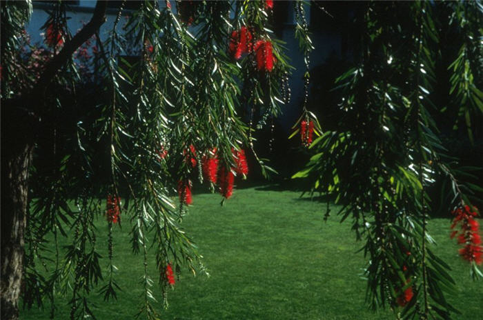 Plant photo of: Callistemon viminalis