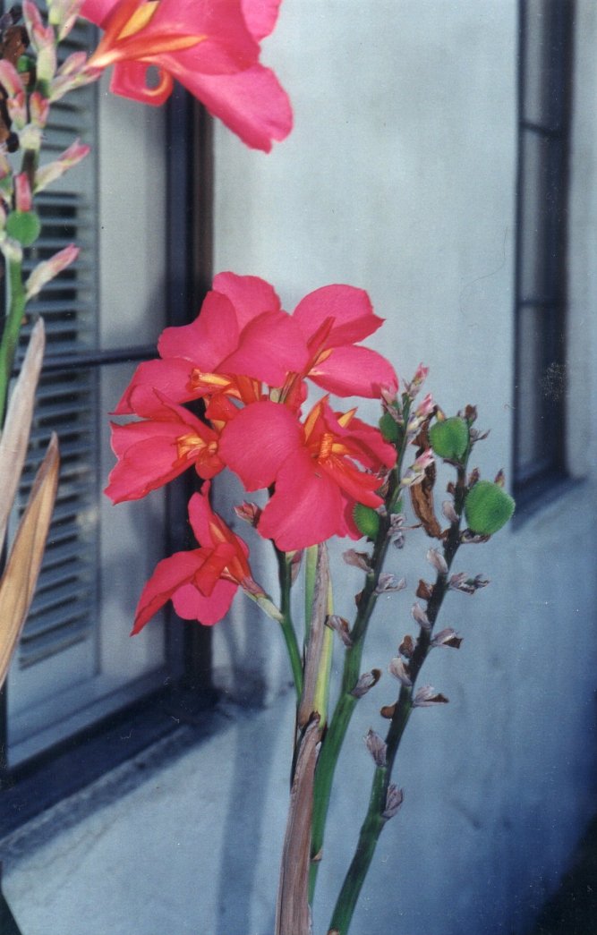 Canna X generalis Assorted Varieties