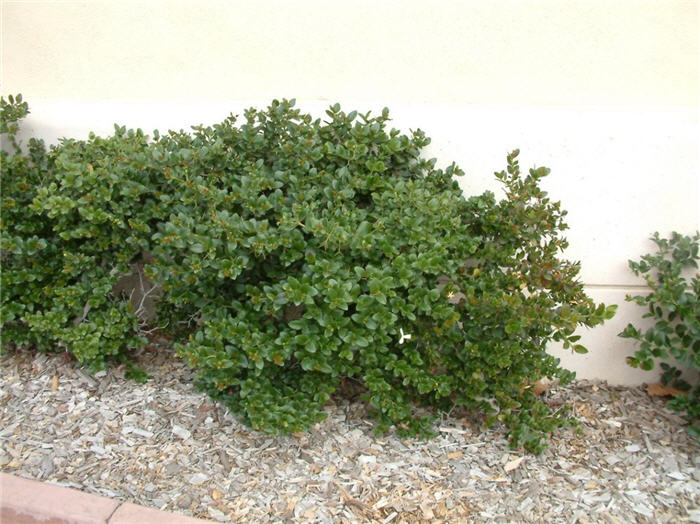 Carissa macrocarpa