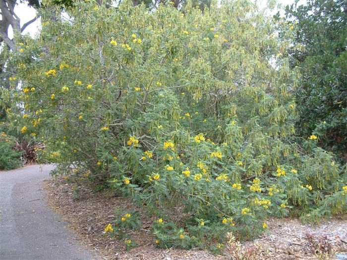 Senna artemisiodes